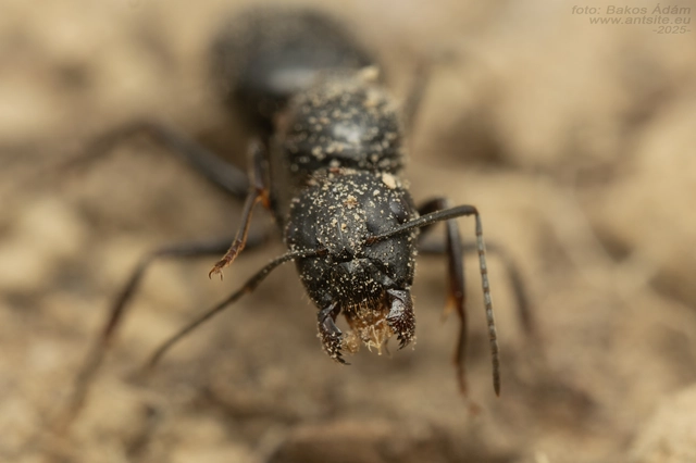 Camponotus