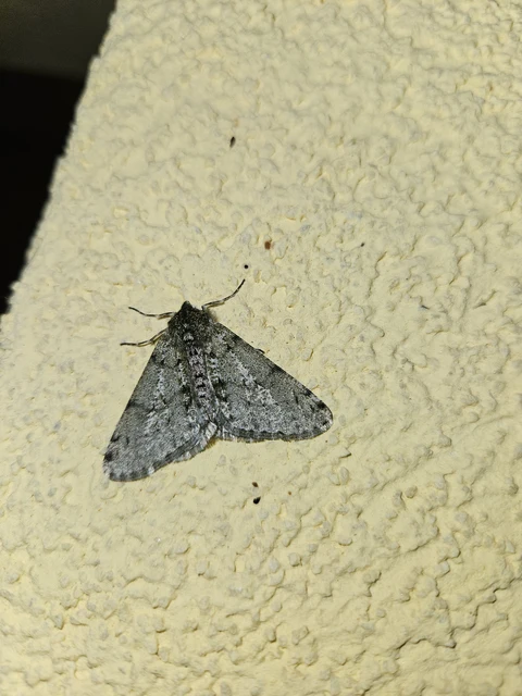 Apocheima pilosaria - zöldes tavasziaraszoló