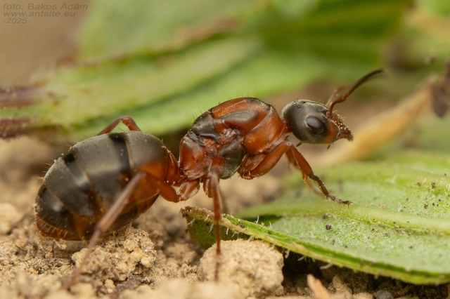 Formica rufibarbis - vörös rabszolgahangya