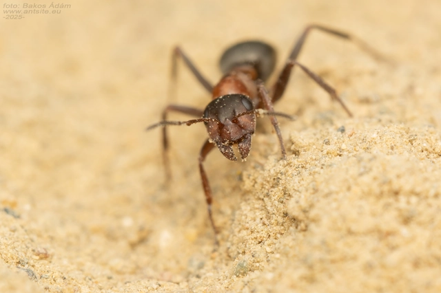 Formica clara - pusztai rabszolgahangya