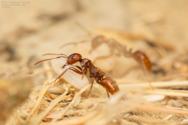 Polyergus rufescens - amazonhangya