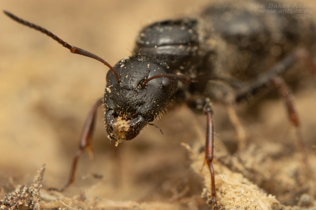 Camponotus