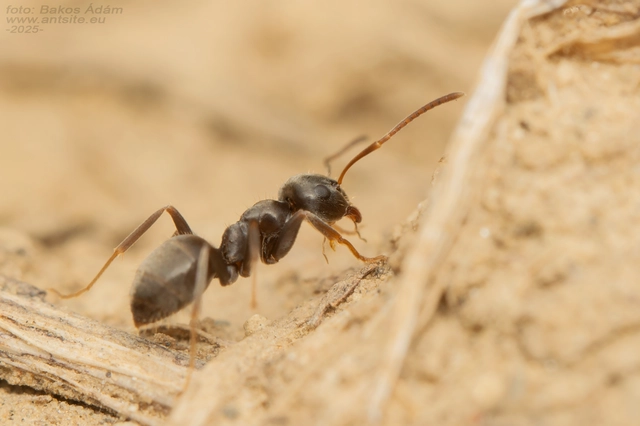 Lasius bombycina - pusztai feketehangya