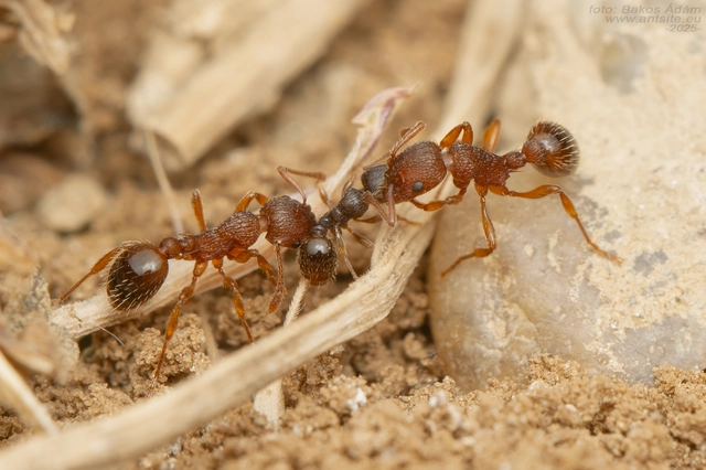 Tetramorium