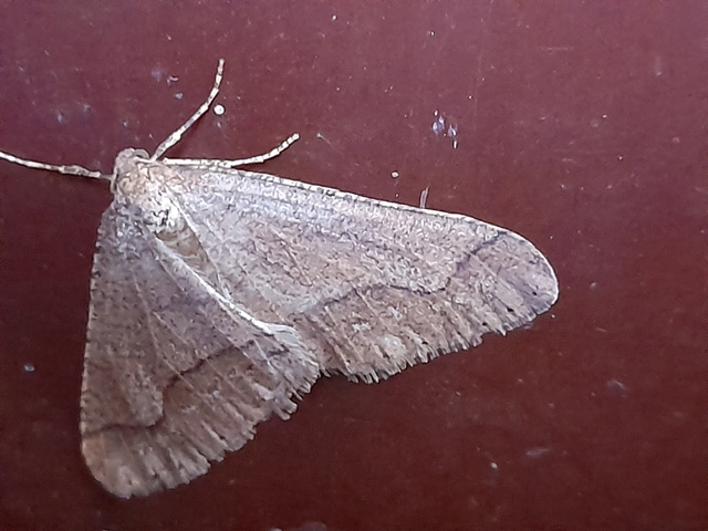 Agriopis marginaria - sárgás téliaraszoló