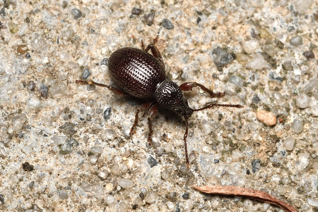 Otiorhynchus ovatus - apró gyalogormányos