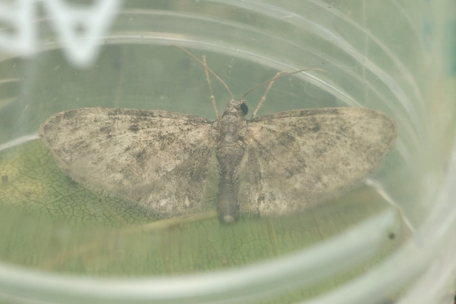 Eupithecia pusillata - lucfenyő-törpearaszoló