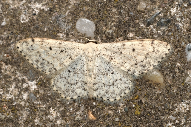 Scopula marginepunctata - pettyes sávosaraszoló