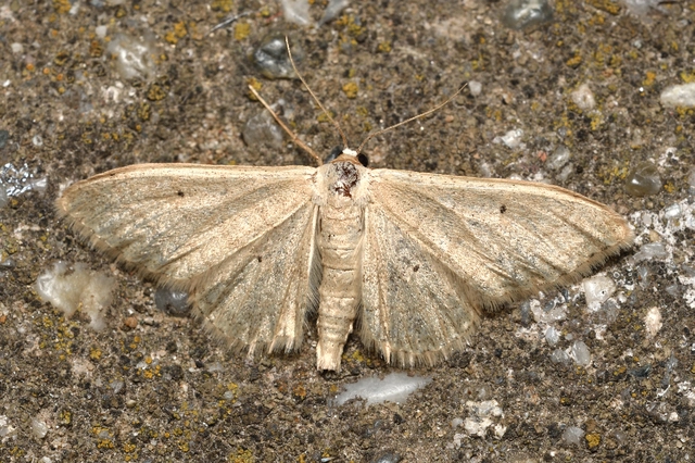 Idaea straminata - szalmasárga sávosaraszoló