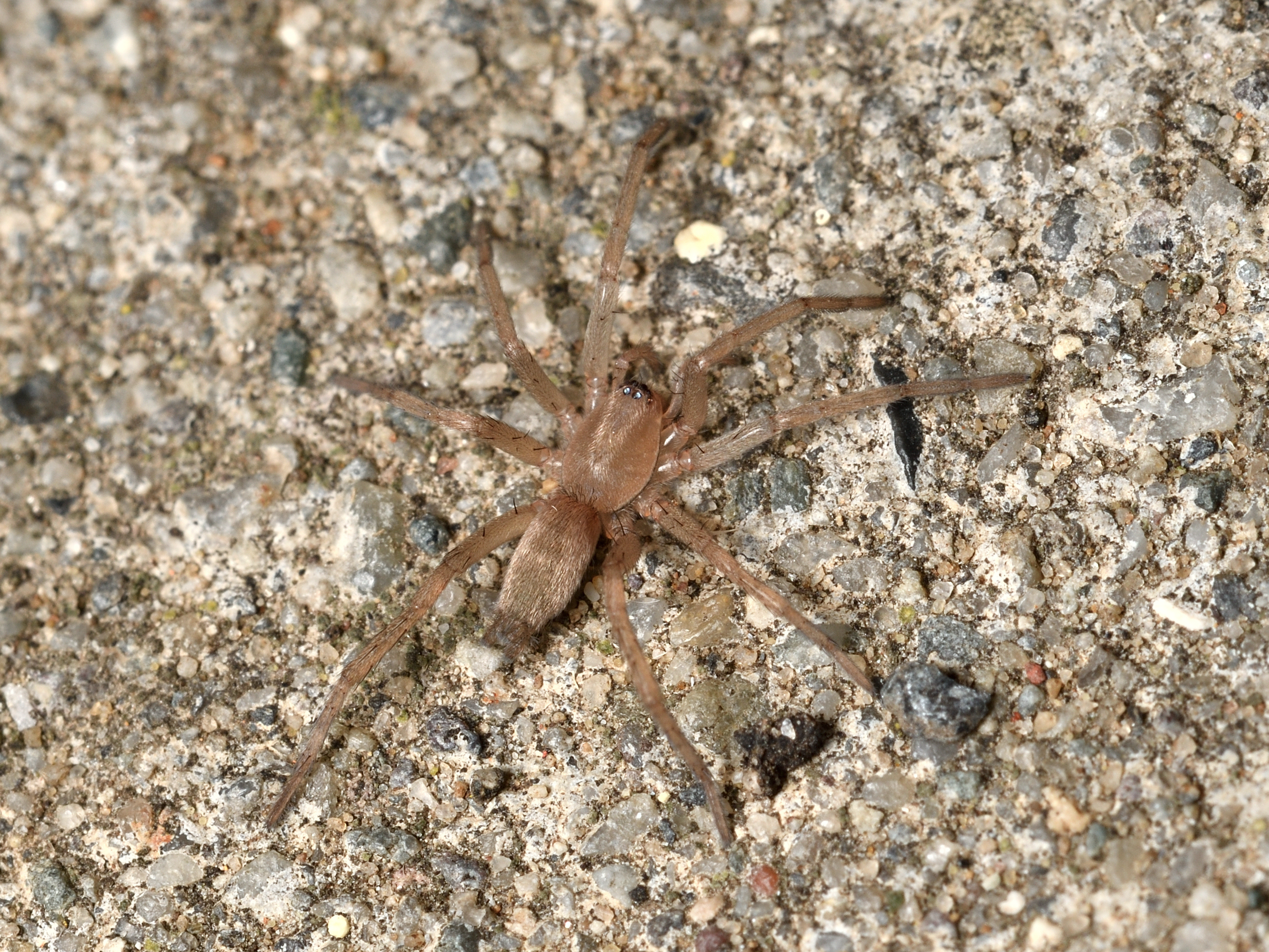 Drassodes/Drassodex