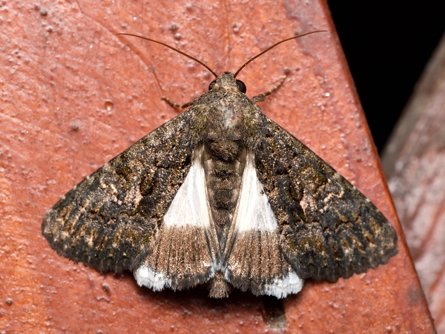 Anophia leucomelas - déli folyófűbagoly
