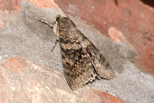 Catocala elocata - közönséges övesbagoly