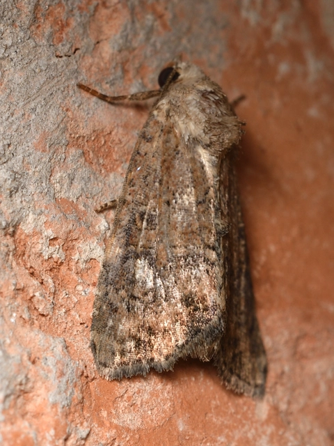 Mesoligia furuncula - kétszínű dudvabagoly