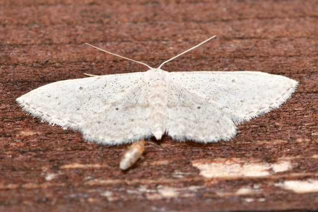 Idaea seriata - szürke apróaraszoló