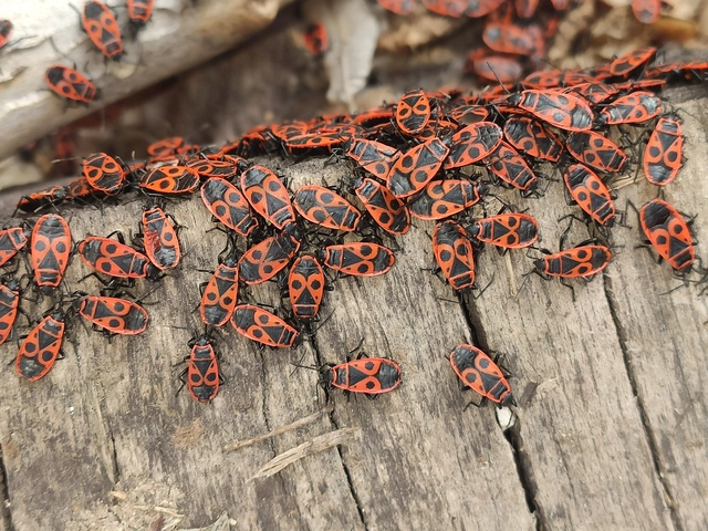 Pyrrhocoris apterus - verőköltő poloska