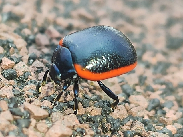Chrysolina rossia - trapézhátú szegélyeslevelész