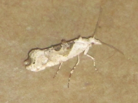 Ypsolopha asperella - levélfonó tarkamoly