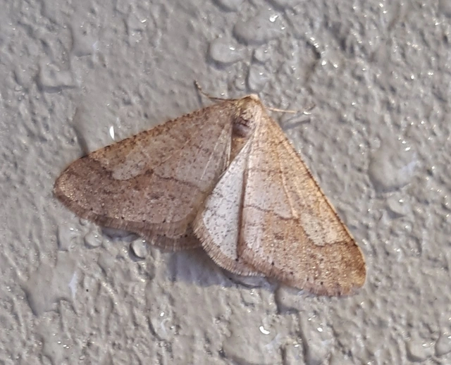 Agriopis marginaria - sárgás téliaraszoló
