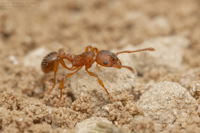 Myrmica specioides - pusztai bütyköshangya