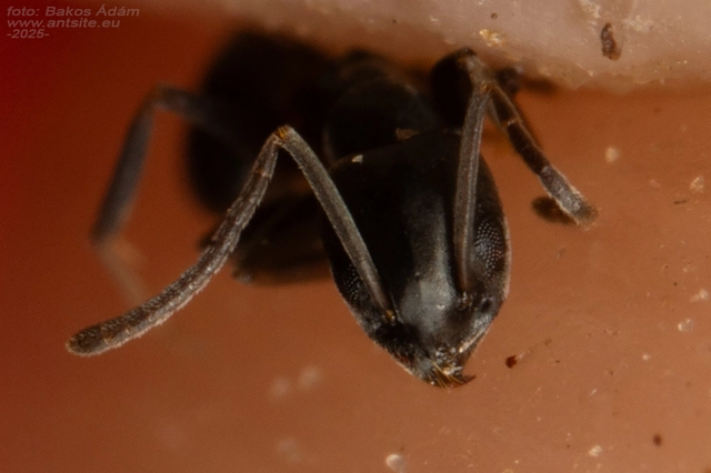 Tapinoma erraticum - kóborhangya