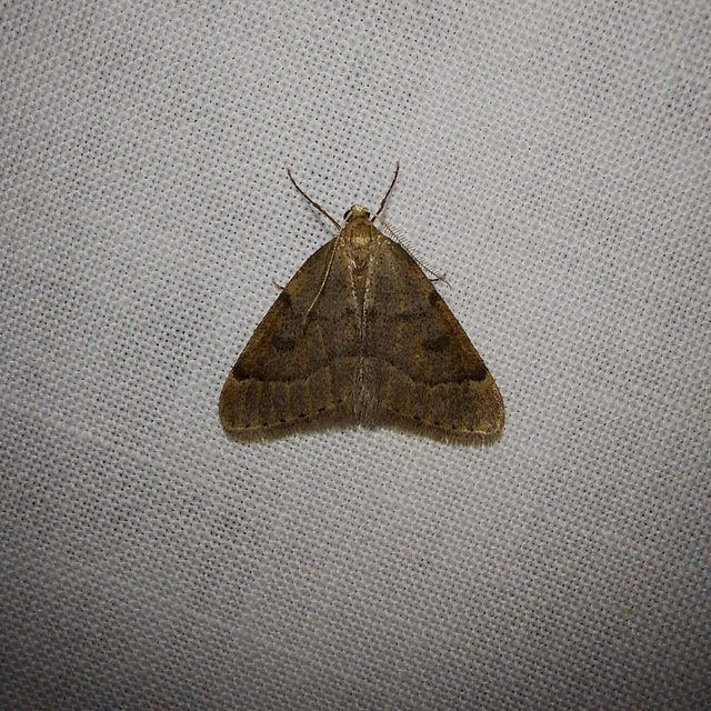 Theria rupicapraria - tavaszi kökényaraszoló