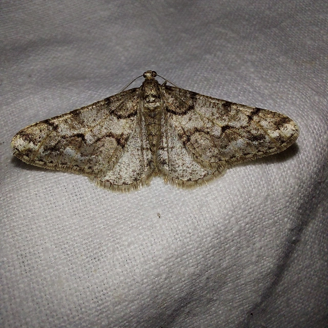 Agriopis leucophaearia - tölgy-tavasziaraszoló