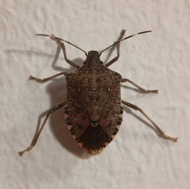 Halyomorpha halys - ázsiai márványospoloska