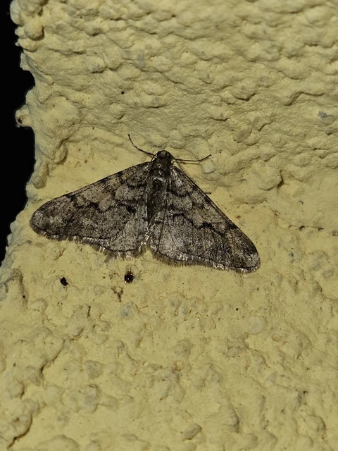 Agriopis leucophaearia - tölgy-tavasziaraszoló