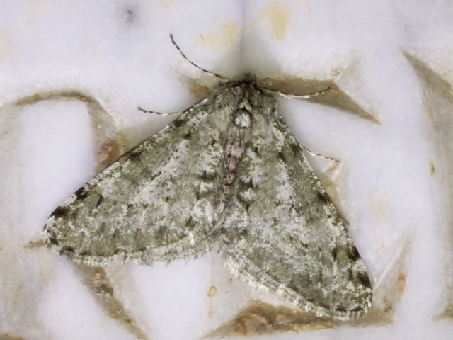 Apocheima pilosaria - zöldes tavasziaraszoló