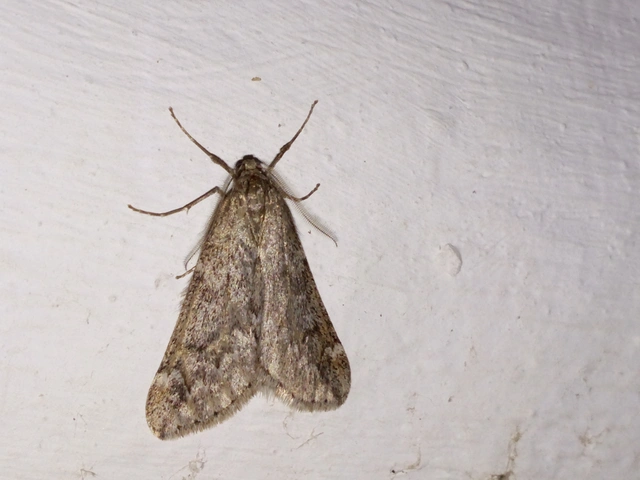 Alsophila aescularia - vadgesztenye-araszoló