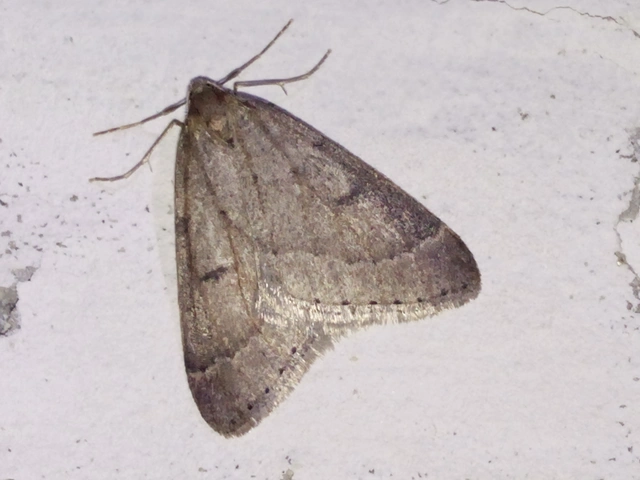 Theria rupicapraria - tavaszi kökényaraszoló