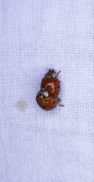 Harmonia axyridis - harlekinkatica