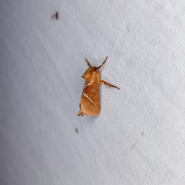 Triodia sylvina - kis gyökérrágólepke