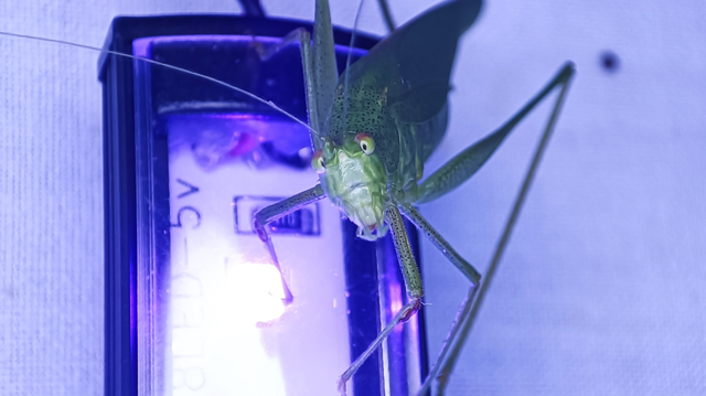 Phaneroptera