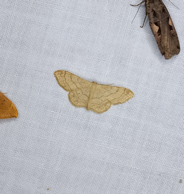 Idaea aversata - nagy sávosaraszoló