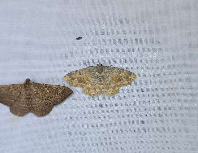 Charissa variegata - tarka sziklaaraszoló