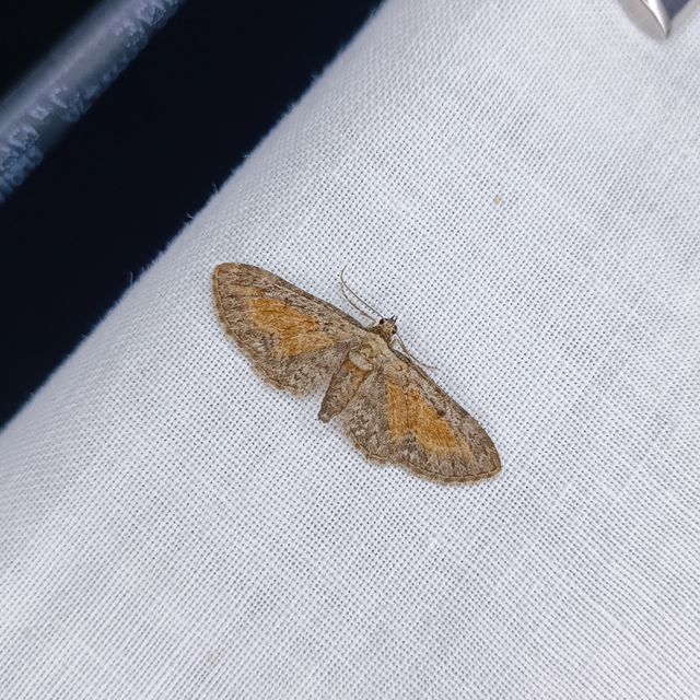 Eupithecia icterata - rozsdafoltos törpearaszoló