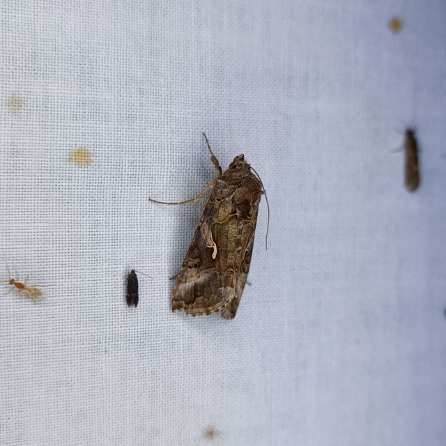 Autographa gamma - gammalepke