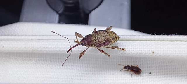 Curculio elephas - gesztenyezsuzsóka