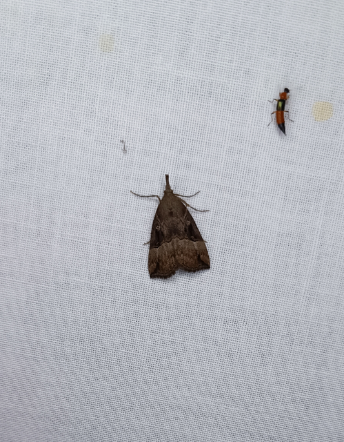 Hypena rostralis - közönséges karcsúbagoly