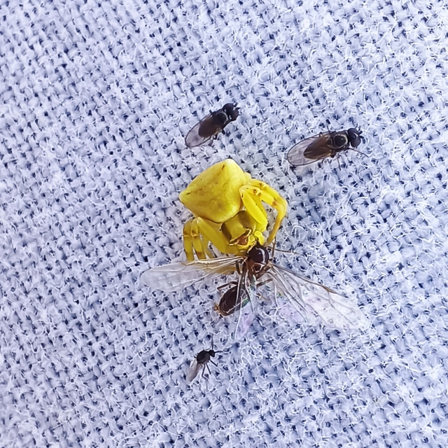 Misumena vatia - viráglakó karolópók