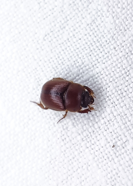 Ochodaeus chrysomeloides - alkonyati homoktúróbogár Ochodaeus chrysomeloides - alkonyati homoktúróbogár