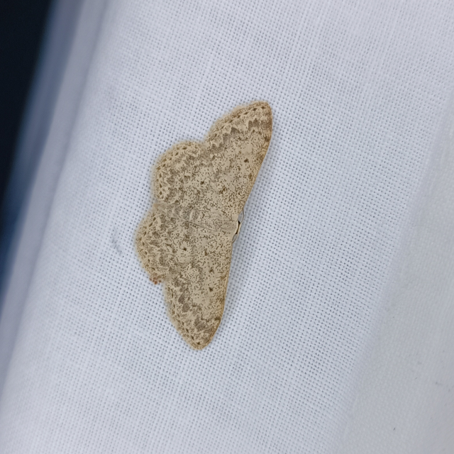 Scopula marginepunctata - pettyes sávosaraszoló