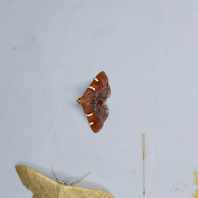Pyralis regalis - pompás fényilonca