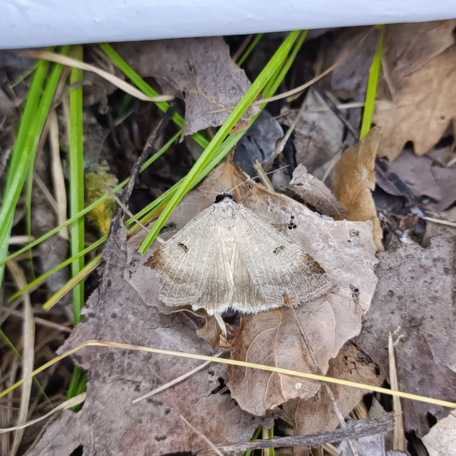 Lygephila craccae - gyakori csüdfűbagoly