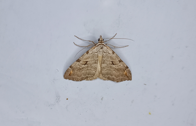 Aplocera plagiata - szürke csíkosaraszoló