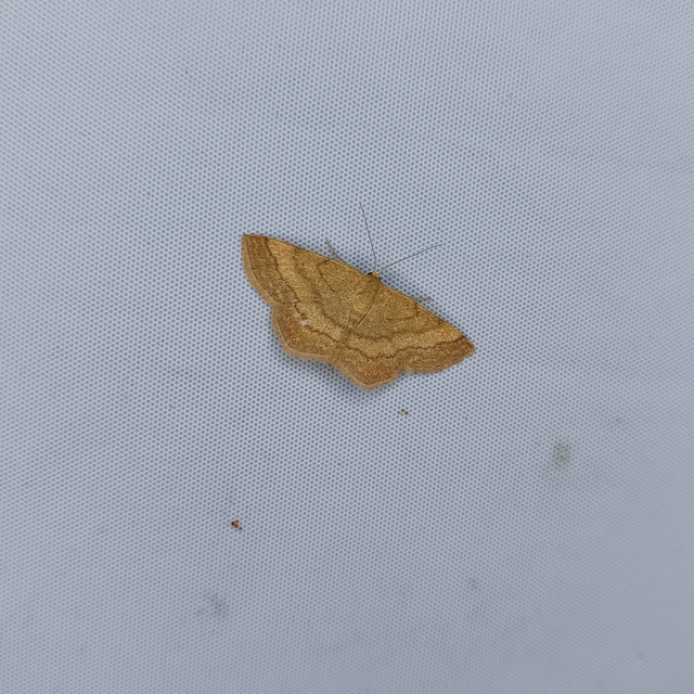 Scopula rubiginata - réti pirosaraszoló
