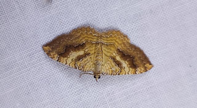 Camptogramma bilineata - kétvonalas sávosaraszoló