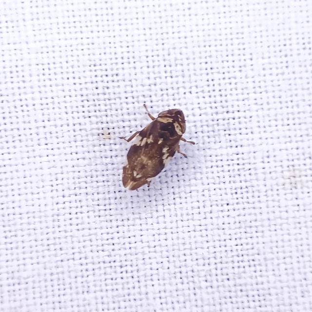 Cicadellidae - mezeikabócák