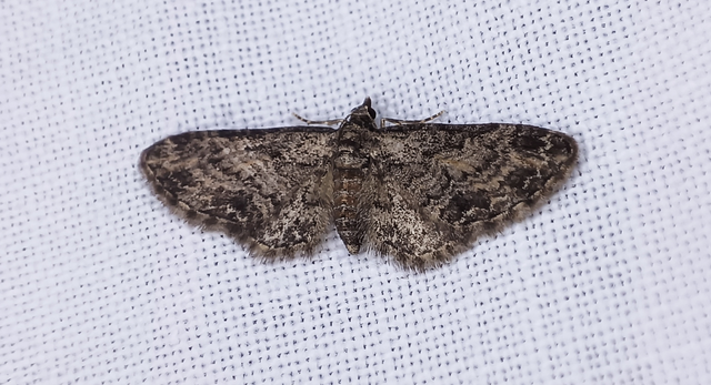 Eupithecia inturbata - juhar-törpearaszoló